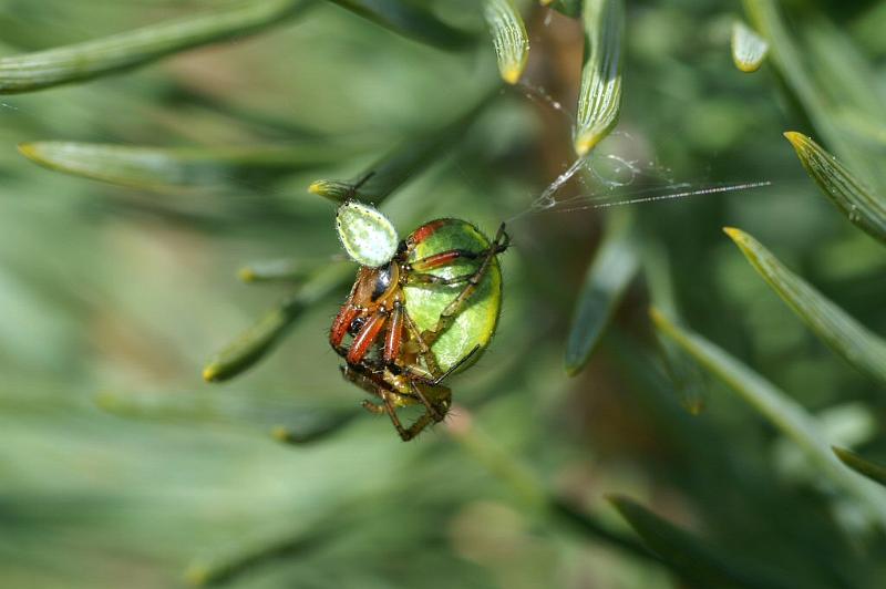 Araniella_cucurbitina_D2985_Z_88_NP De Hoge Veluwe_Nederland.jpg